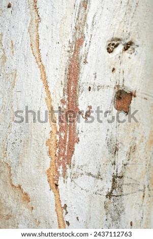 Eucalyptus tree bark texture, Bark of eucalyptus tree, seamless texture, a eucalyptus tree bark texture background image