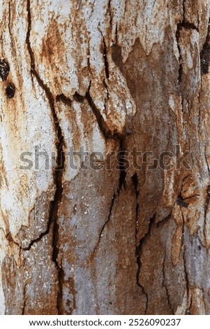 Eucalyptus tree bark texture, Bark of eucalyptus tree, seamless texture, a eucalyptus tree bark texture background image