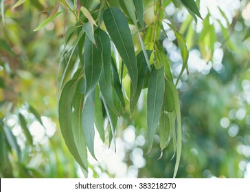 Eucalyptus Tree Branch