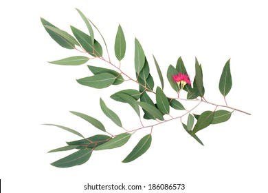 Eucalyptus Tree Branch, Isolated On White Background