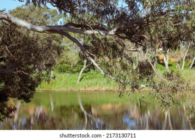 Eucalyptus Tree Branch Over Werribee River