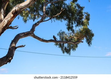 Eucalyptus Tree Branches Against Blue Sky