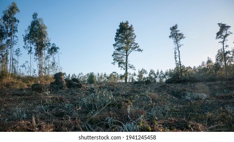 Eucalyptus Tree In A Chopped Down Area