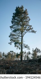 Eucalyptus Tree In A Chopped Down Area