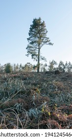 Eucalyptus Tree In A Chopped Down Area