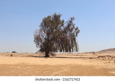 Eucalyptus Tree In The Desert