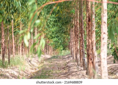 Eucalyptus tree in eucalyptus farm is ready to be harvested for lumber, planted in rows, paper tree