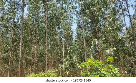 Eucalyptus Tree Farm In Uganda