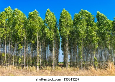 Eucalyptus Tree Field