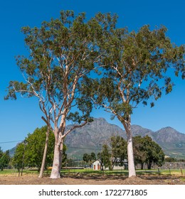 Eucalyptus Tree In Franschhoek, South Africa With Blue Sky And Mountain Behind