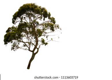 Eucalyptus Tree Isolated.