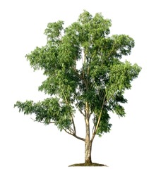 Eucalyptus Tree Isolated On White Background With Clipping Paths For Garden Design. Big Tree Found In The Australian Continent, Which Is The Staple Food For Koalas. The Trunk Used To Produce Paper