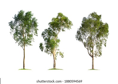 Eucalyptus tree isolated on white background. Tree collection for garden design. Big tree found in the Australian continent, which is the staple food for koalas. The trunk used to produce paper - Powered by Shutterstock