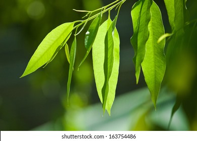 Eucalyptus Tree, Leaves