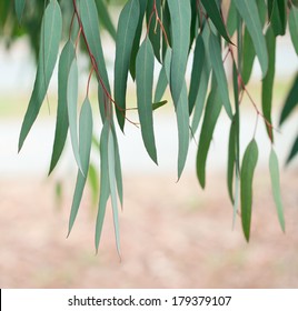 Eucalyptus Tree Leaves