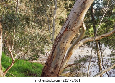 Eucalyptus Tree On Banks Of Werribee River