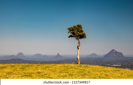 Eucalyptus Tree On A Hill, Glass House Mountains, Queensland, Australia