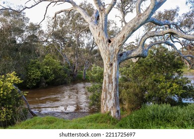 Eucalyptus Tree On Werribee River