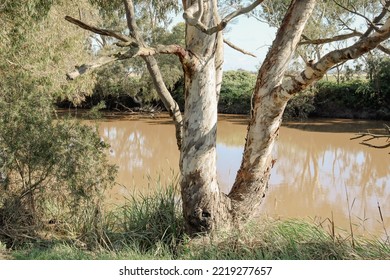 Eucalyptus Tree On Werribee River