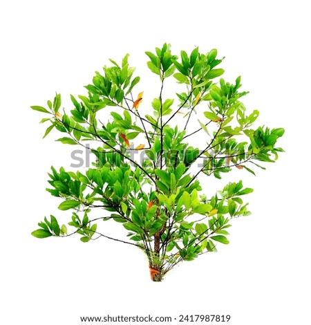 Eucalyptus tree on white background with clipping path