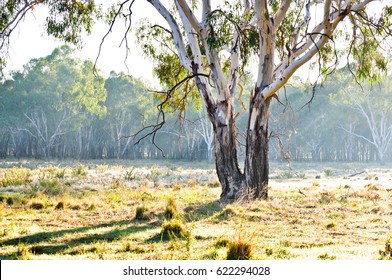 Eucalyptus Tree In Paddock, New South Wales, Australia