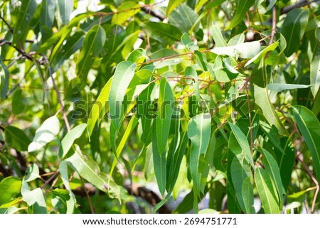 Eucalyptus tree in the park