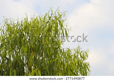 Eucalyptus tree in the park