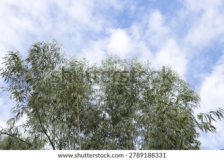 Eucalyptus tree in the park