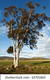 Eucalyptus tree and pasture in beautiful afternoon light, Tasmania, Australia