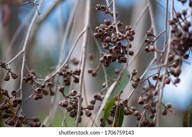 Eucalyptus tree with seedpods on branches