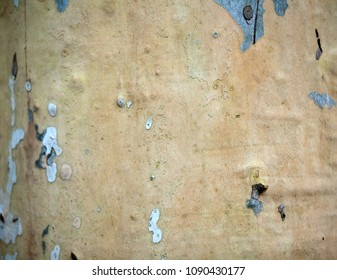eucalyptus tree texture