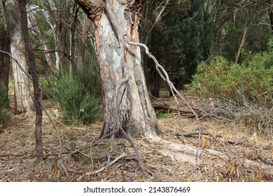 eucalyptus tree trunk in bushland