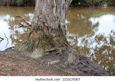 Eucalyptus Tree Trunk On Werribee River