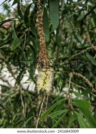 Eucalyptus tree with white flowers