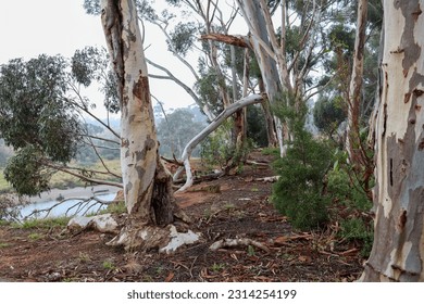 eucalyptus trees in australian bushland overlooking the werribee river in morning mist