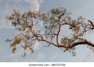 Eucalyptus Trees In The Australian Outback 