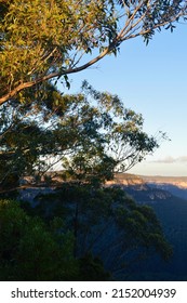 Eucalyptus trees in the Blue Mountains of Australia