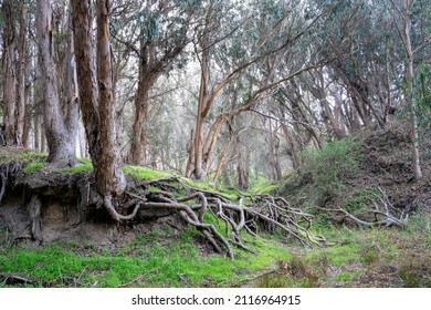 Eucalyptus Trees At Montaña De Oro State Park