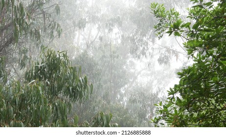 Eucalyptus trees in foggy misty forest, woods, grove or woodland. Wet plants in rainy weather, drops falling in haze. Moody calm silent atmosphere, tranquil nature, Monterey flora, California, USA.