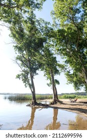 eucalyptus trees in laguna de los padres lake , in mar del plata , argentina