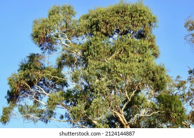 Eucalyptus Trees On A Sunny Day In The Blue Mountains Of Australia