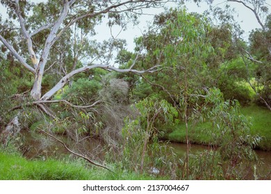 Eucalyptus Trees On Werribee River