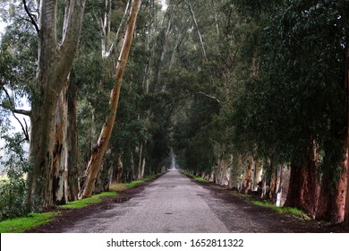 5,432 Eucalyptus road Images, Stock Photos & Vectors | Shutterstock