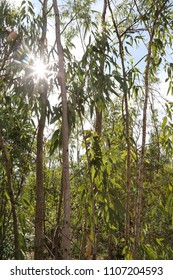 Eucalyptus trees and sunlight