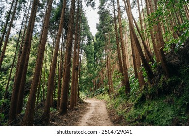 Eucalyptus trees trail - sutro forest madeira portugal. High quality photo - Powered by Shutterstock