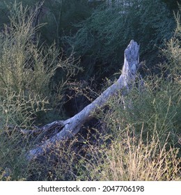 Eucalyptus Trunk Fallen And Barren Amidst A Green Backdrop Of Desert Plant Life.