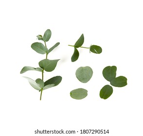 Eucalyptus Twig Isolated On White Background