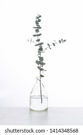 Eucalyptus Twigs In Glass Vase
