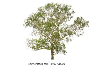Eucalyptus Tree Images, Stock Photos & Vectors | Shutterstock