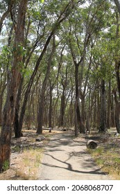 Eucalyptus woodlands trees with path in a park in Adelaide, Australia